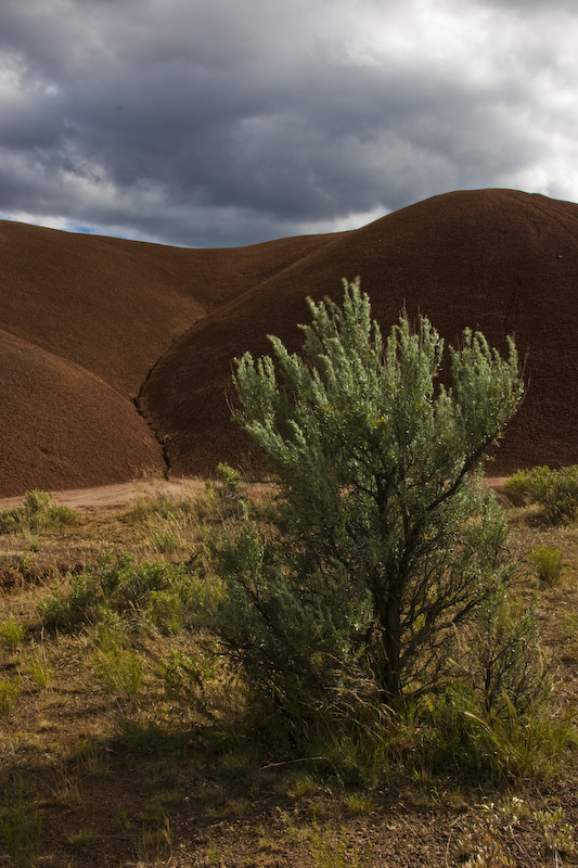 Sage And Badlands